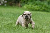 CANE CORSO 1033